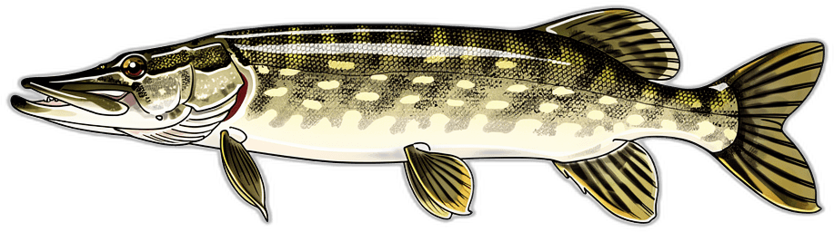 Amur-Hecht