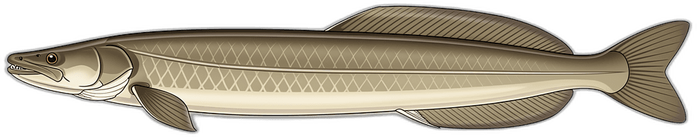 Conger