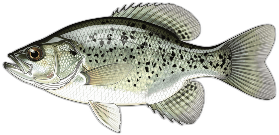 Crappie