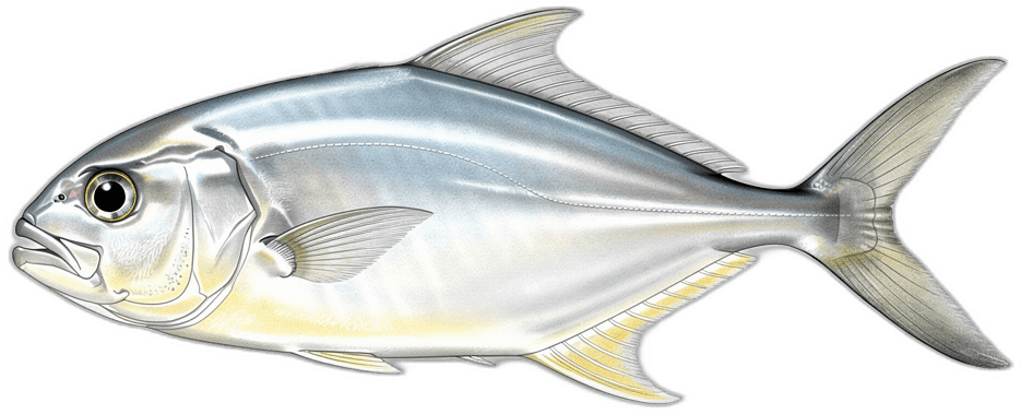 Florida-Stachelmakrele