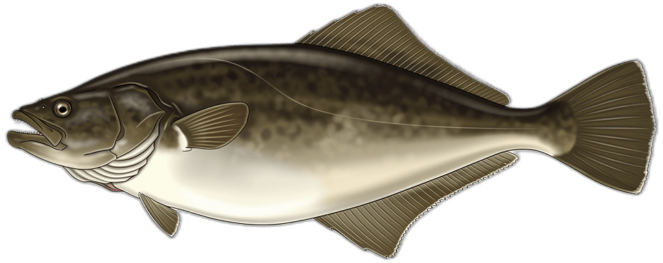 Grönland-Heilbutt