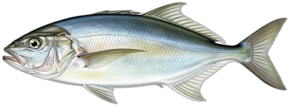 Jobfisch