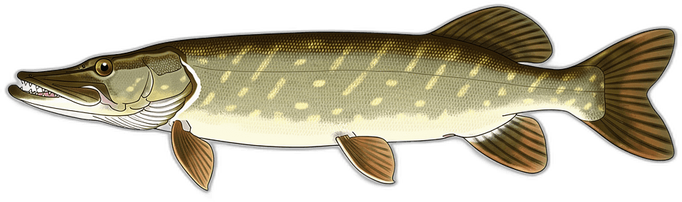 Muskellunge