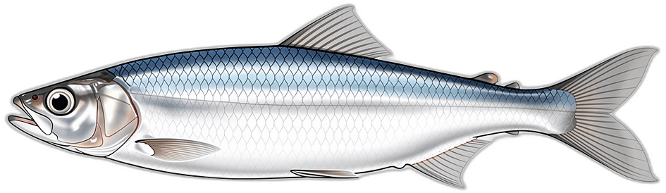 Sardine