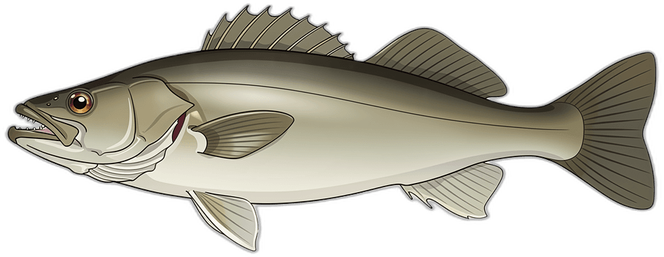 Schellfisch