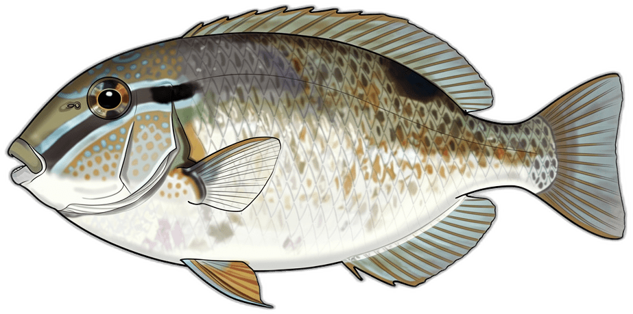 Drückerfisch