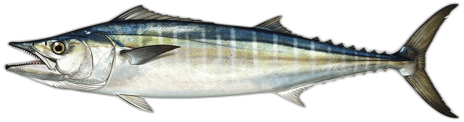 Wahoo
