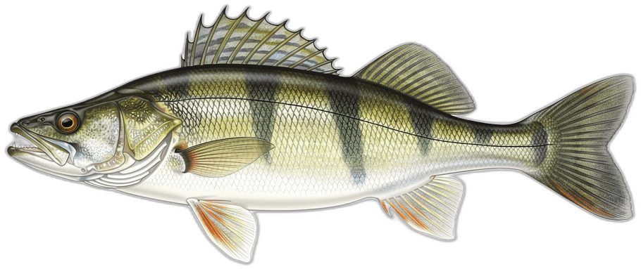 Zander