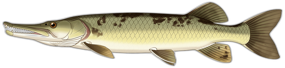 Alligatorhecht
