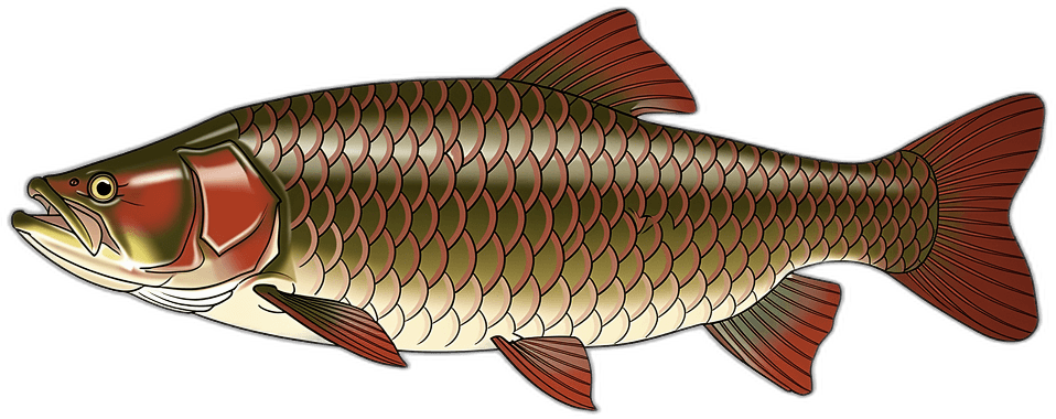 Arapaima