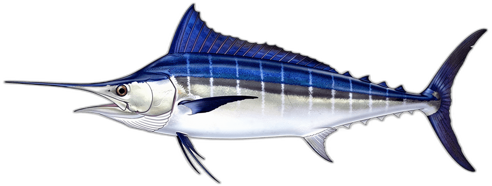 Blauer Marlin