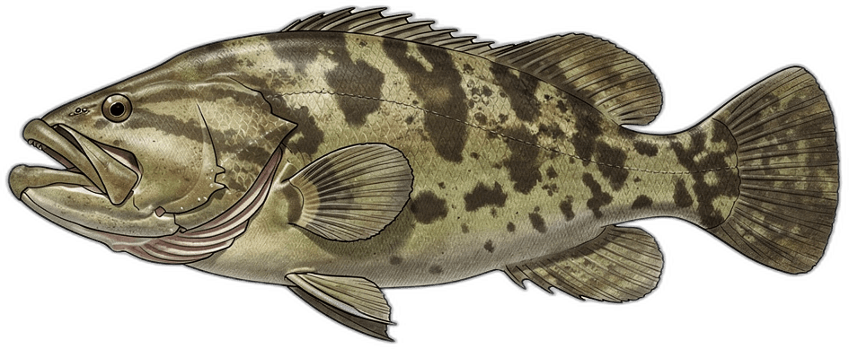 Goliathfisch