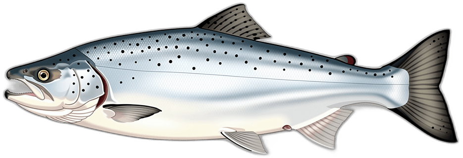 Lachs