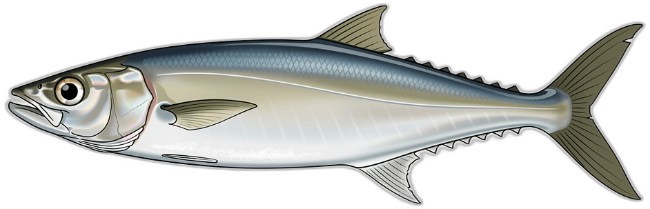 Ladyfish