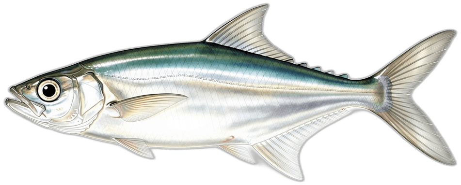 Milchfisch