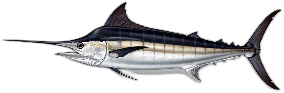 Schwarzer Marlin