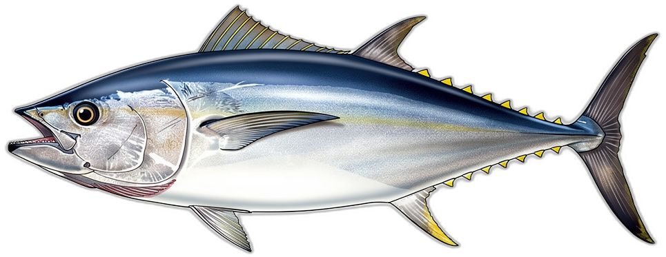 Blauflossen-Thunfisch