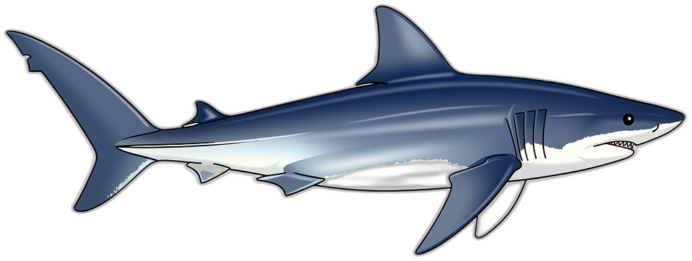 Blauhai