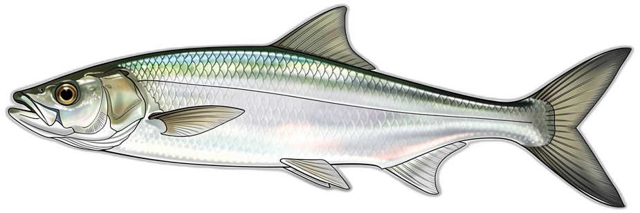 Knochenfisch