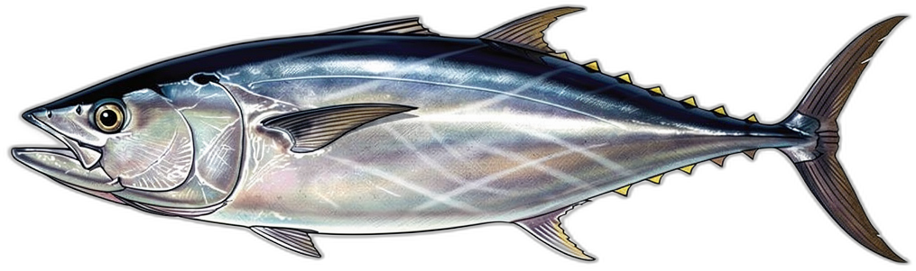 Bonito