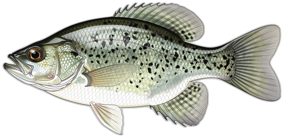 Crappie