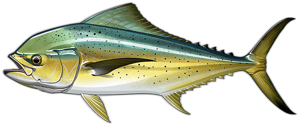 Goldmakrele