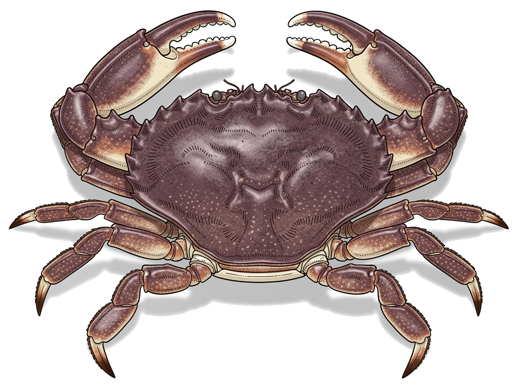 Pazifische Taschenkrabbe