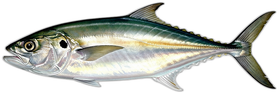 Pferdemakrele