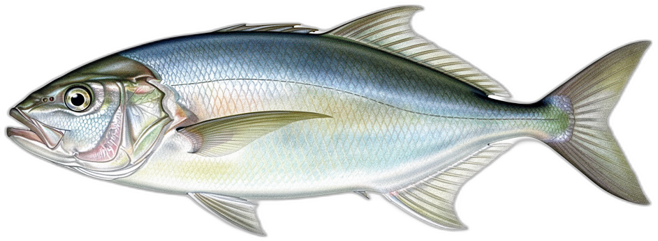 Jobfisch