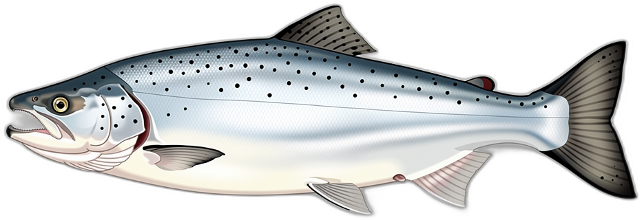 Lachs