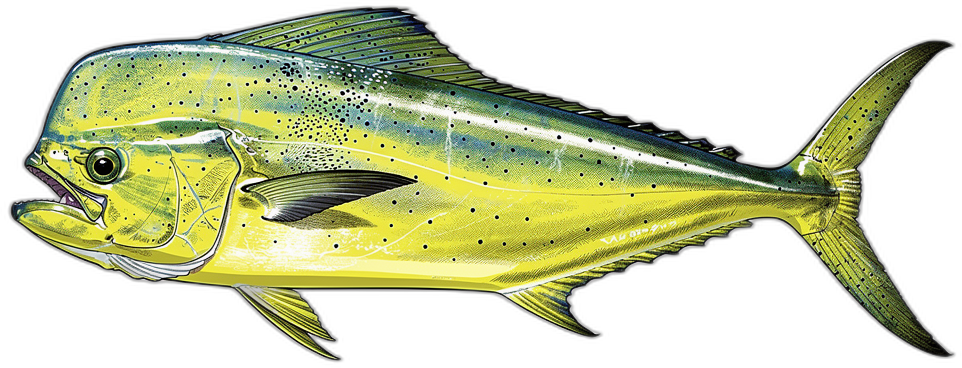 Goldmakrele (Mahi-Mahi)