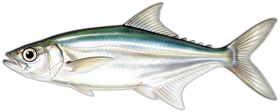 Milchfisch