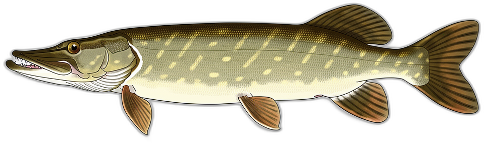Muskellunge