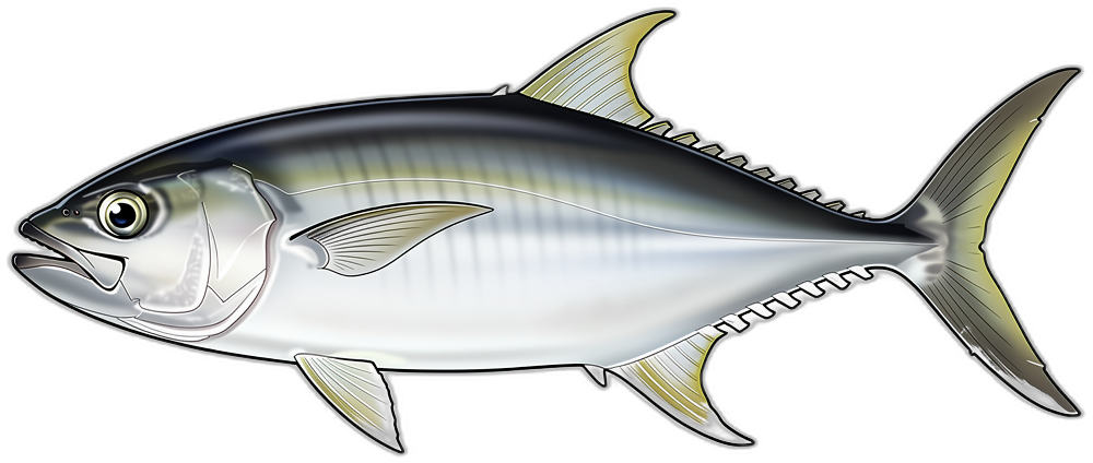 Palometa