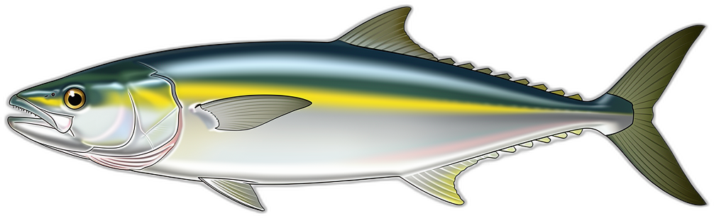 Regenbogenmakrele