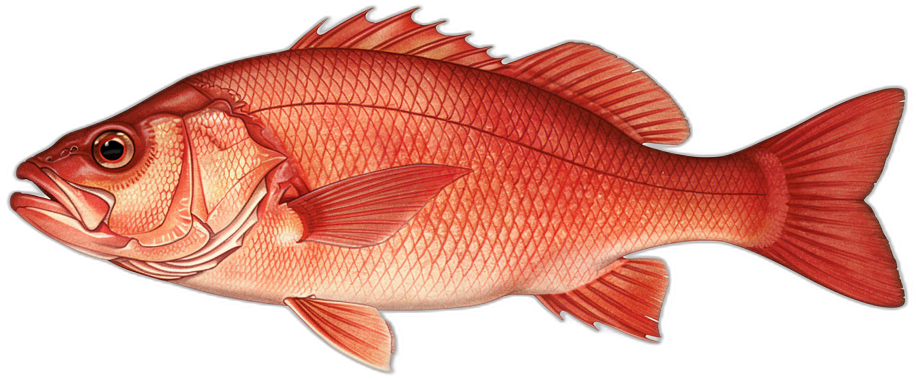 Roter Bass