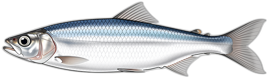 Sardine