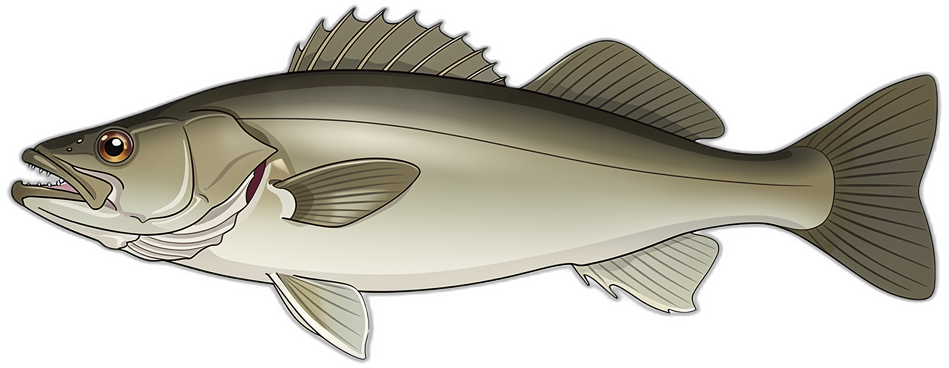 Schellfisch