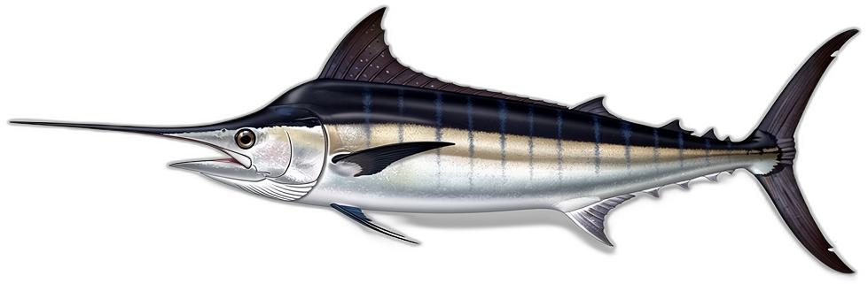 Schwarzer Marlin