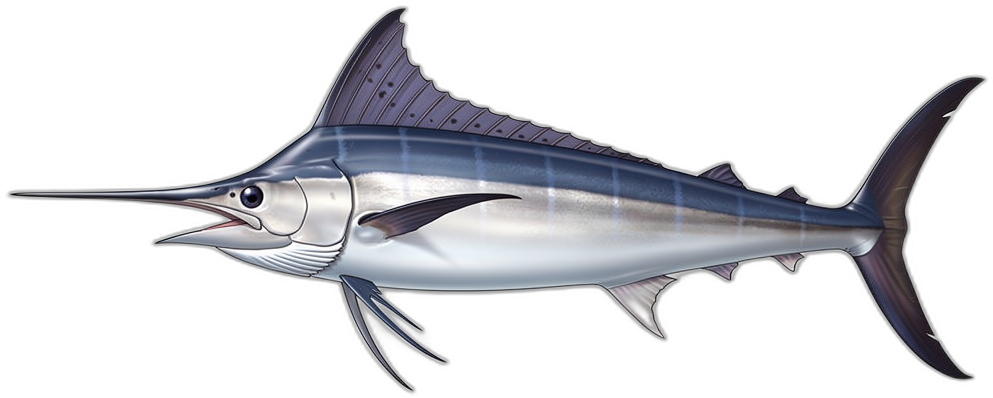 Schwertfisch
