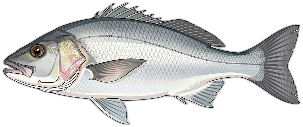 Steenbras