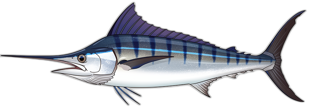 Gestreifter Marlin