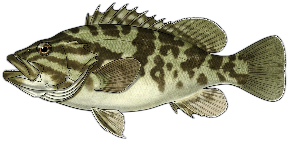 Schwarzfisch