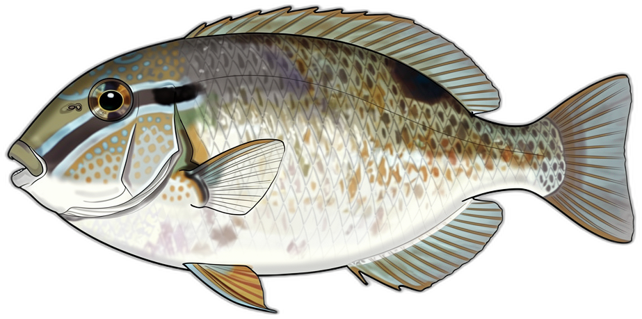 Drückerfisch