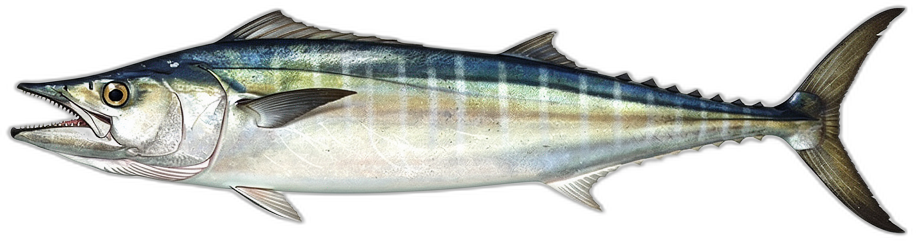 Wahoo