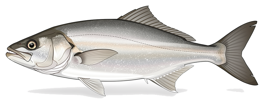 Weakfish