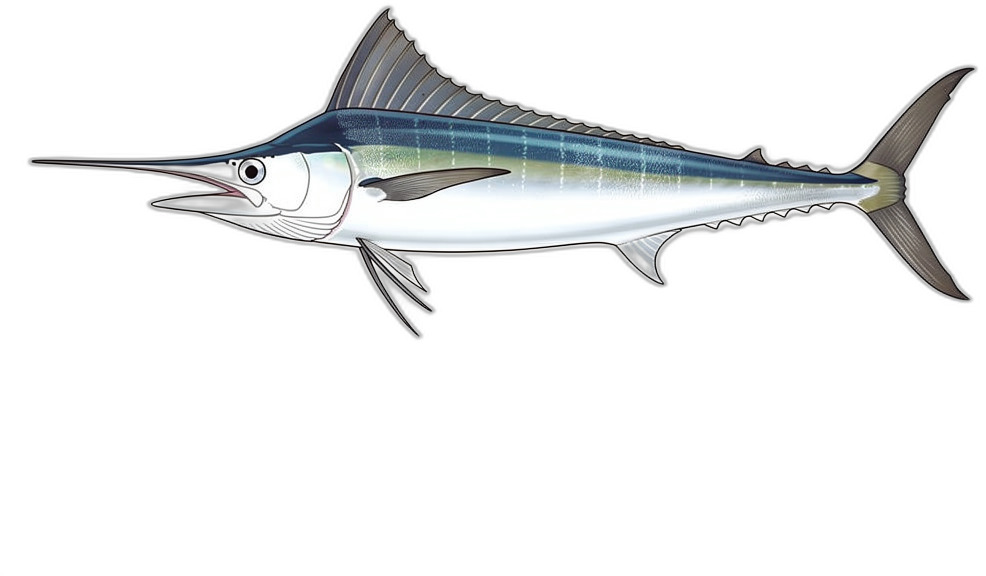 Weißer Marlin