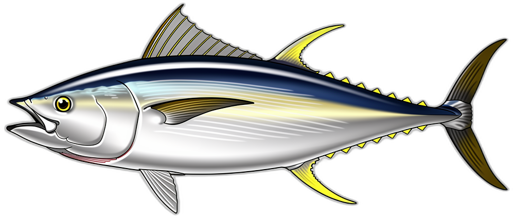 Gelbflossen-Thunfisch
