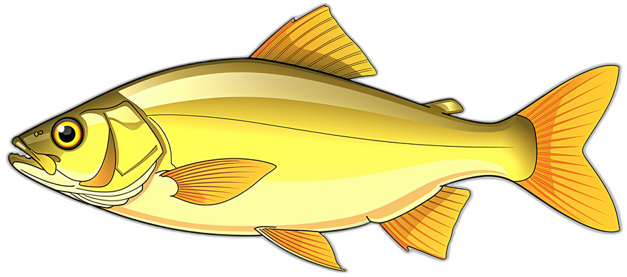 Gelbfisch